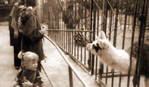 К НАМ ПРИЕХАЛ ЗООПАРК!