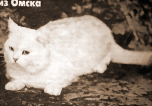 ЛУЧШИЙ МЛЕЧНЫЙ ПУТЬ ИЗ ОМСКА