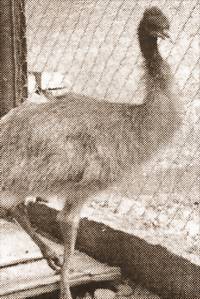 «ПТИЧЬЯ ЭПОПЕЯ» ПРОДОЛЖАЕТСЯ