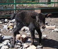 У яков получается без программ