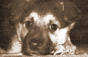 ЗАСТРЕЛИЛИ ИЗ ГУМАННЫХ ПОБУЖДЕНИЙ…