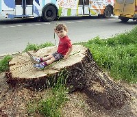 Спасти дерево, посадить порубщика
